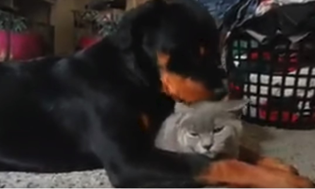 Otra muestra de la “agresividad” de los Rottweiler, esta vez contra un gato