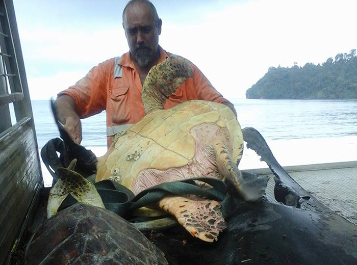 Un hombre compra tortugas en peligro de extinción y las lleva al lugar donde deben estar