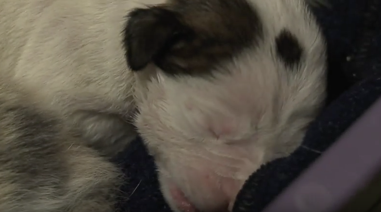 Una gata adopta a un cachorro de pitbull que abandonaron al nacer