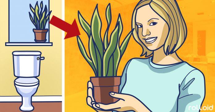 8 Plantas que todos deberíamos tener en nuestro baño	