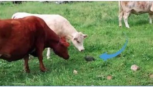 Estas vacas se acercaron a un objeto misterioso y cuando éste se movió... ¡Tenéis que ver su reacción!