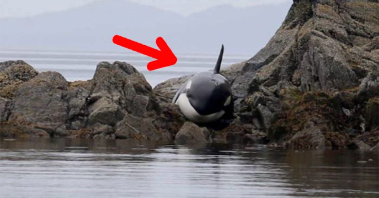 Esta orca estaba atrapada en las rocas hasta que ocurrió un milagro para ella