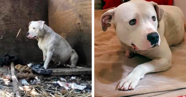 Esta perra ha estado encadenada durante 5 años, hasta que se mordió su propia pata para liberarse