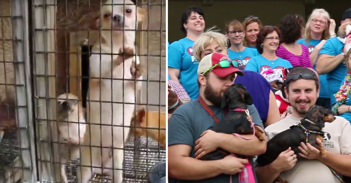Rescatan a más de 500 perros de un criadero cientos de personas hacen cola para adoptarlos