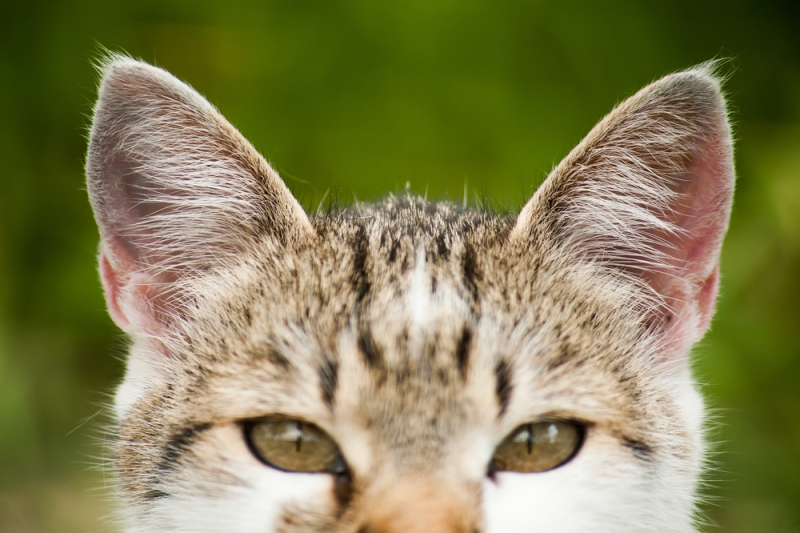 5 razones por las que no debes ponerle cascabel a tu gato