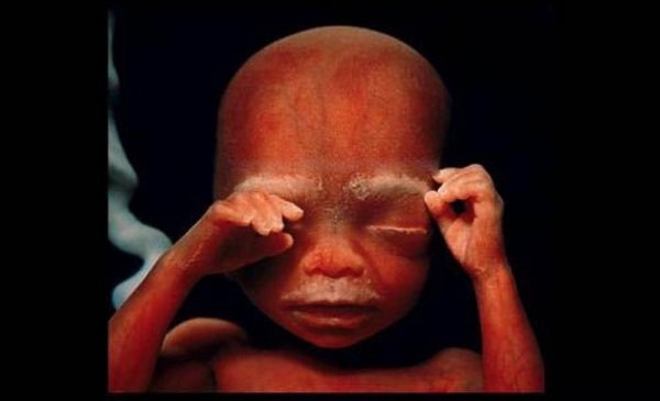Historia de la vida antes del nacimiento. Imágenes extraordinarias de un niño en manos del fotógrafo Lennart Nilsson.