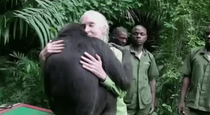 Salvó a este chimpancé de una muerte segura y se lo agradeció con esta emotiva despedida