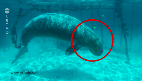Estos buzos encontraron un horrible 'zoológico' con animales enjaulados y atados en el fondo del mar.