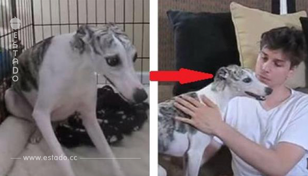 Una familia se fue de vacaciones y dejó a su perro con un cuidador. Después de volver, vieron un video que les dejó en shock.