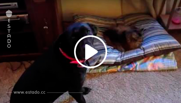 Los gatos más descarados roban camas para perros. ¡Las reacciones de los últimos son increíbles!