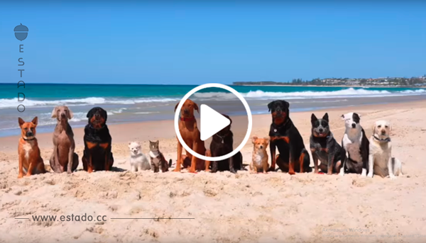 Un hombre va a la playa con un montón de perros. ¡Tenéis que ver lo que hacen después de salir del coche!