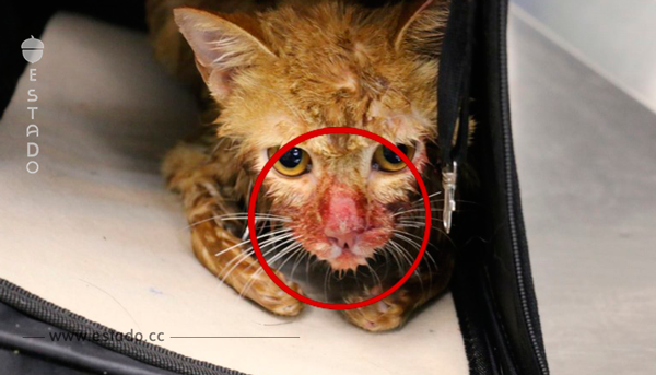 Este gatito fue golpeado por su dueño. ¡La razón fue absurda!