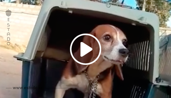 Beagle liberado de un laboratorio está tan asustado aún, que no quiere salir de su jaula	