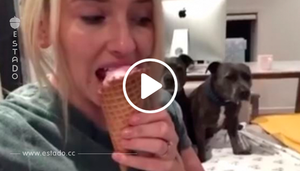 Estaba comiendo un helado, pero mirad lo que mientras tanto hacían sus perros. ¡Increíble!