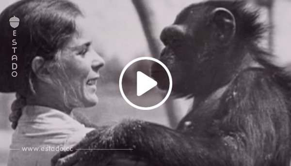 Una mujer se reencuentra 18 años después con un gorila