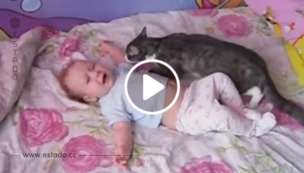 Este niño se puso a llorar. ¡La reacción de su gato os sorprenderá!