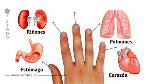 Cada Dedo Está Conectado con 2 Órganos: Método Japonés de Curación!