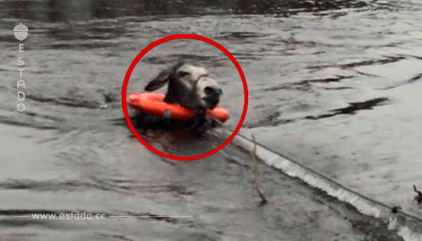 Salvaron a un burro de morir ahogado y tuvo la reacción más tierna que imaginas