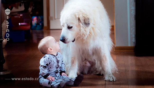 20 buenas razones para que tus hijos crezcan con una mascota