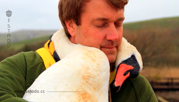 Un cisne herido agradece de una curiosa manera al hombre que le salvó