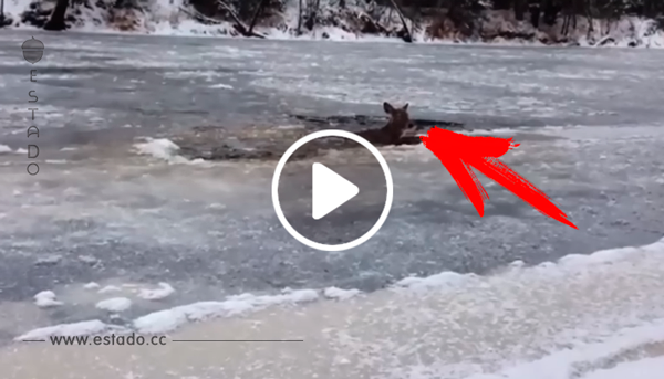 Salva a un ciervo de morir congelado a costa de poner en riesgo su propia vida