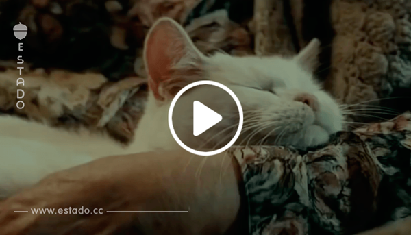 Este vídeo muestra lo que hacen los gatos en cuanto sales de casa. ¡Increíble!