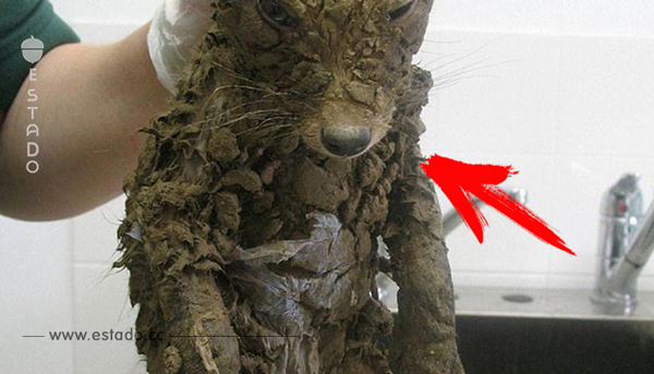 Transforman a animal inidentificado que obreros sacan del fango