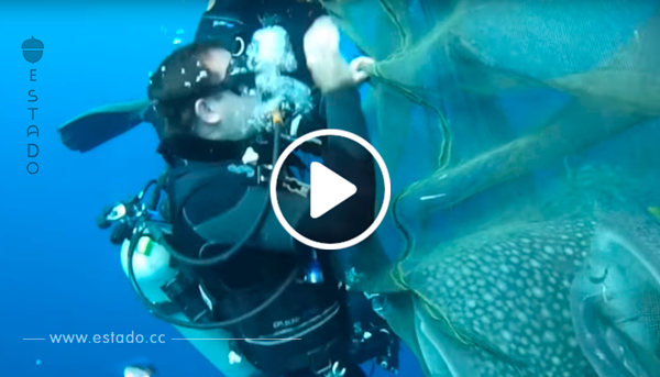 Los tiburones fueron atrapados en redes de pesca. Los 8 buzos más valientes les ayudaron. ¡Tenéis que verlo!