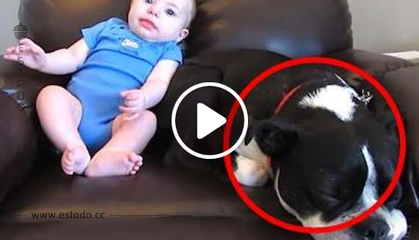 Un bebé hizo sus necesidades en el pañal, pero no apartéis la vista del perro que estaba a su lado: ¡su reacción fue increíble!