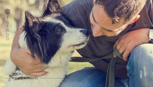 Un estudio demuestra científicamente que los perros entienden nuestra emociones