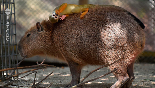 Conoce a las capibaras, el animal salvaje que tiene más amigos que tú