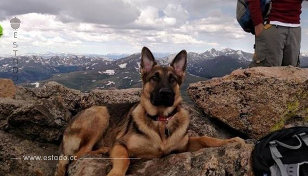 Llevaron a su perro a la excursión en las montañas. Nadie sospechaba que fue su último viaje...