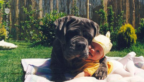 15 motivos por los que tener un perro no es buena idea si tienes hijos pequeños	