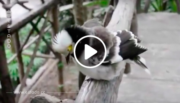 Curioso pájaro que es capaz de imitar perfectamente los sonidos humanos
