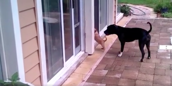 Cachorro no sabe abrir la puerta pero cuenta con la inestimable ayuda de su hermano mayor	