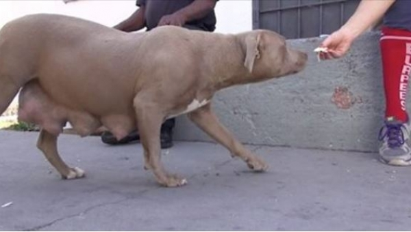 Una pit bull hambrienta y sola se les acercó para pedir la comida, pero eso no fue todo... ¡Tuvieron que rescatar sus cachorros también!