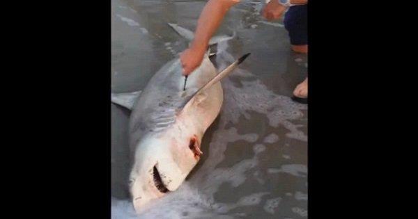 A este tiburón muerto lo encontraron a la orilla del mar, la sorpresa que llevaba dentro nadie se la imaginaba...