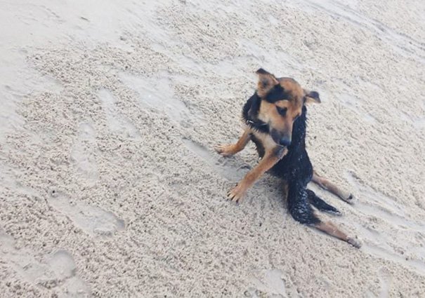 Una historia desgarradora sobre un perrito llamado Leo. Fue encontrado en la playa con sus patitas paralizadas…