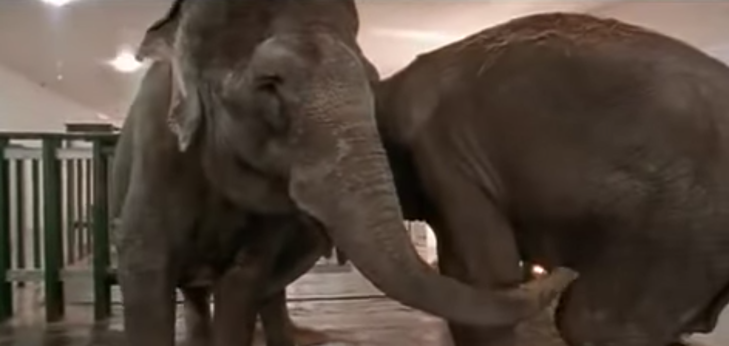 El emocionante reencuentro de dos elefantes después de 20 años te va a dejar sin palabras
