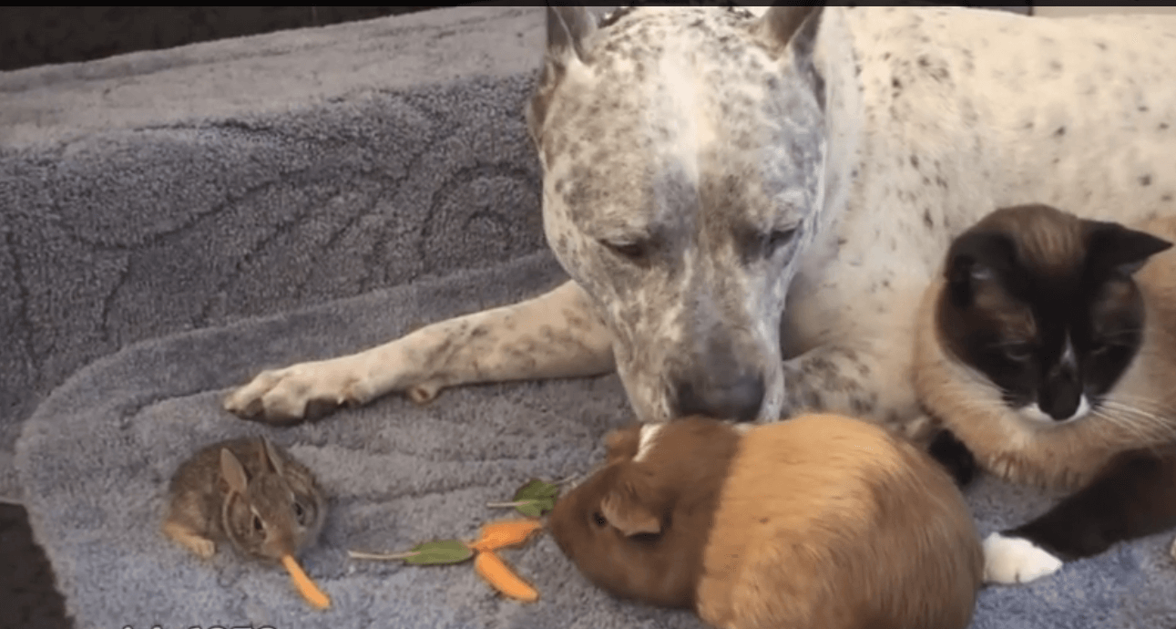 Este pitbull cuida de su peculiar familia de una manera que hará que mueras de amor