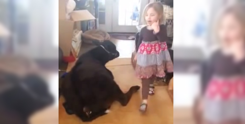Esta niña dejó entrar una vaca en casa. Su explicación de por qué lo hizo es genial