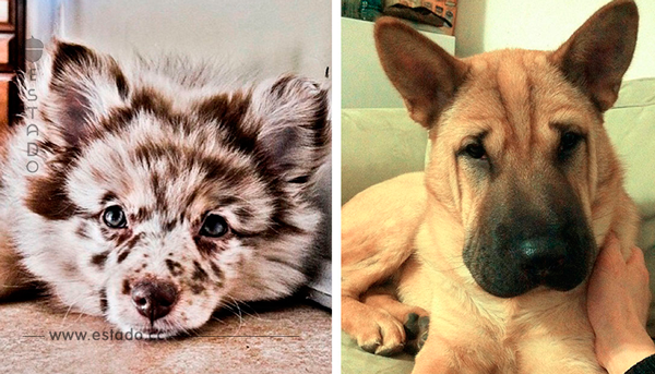 20 perros mestizos que demuestran que la belleza no es cuestión de raza