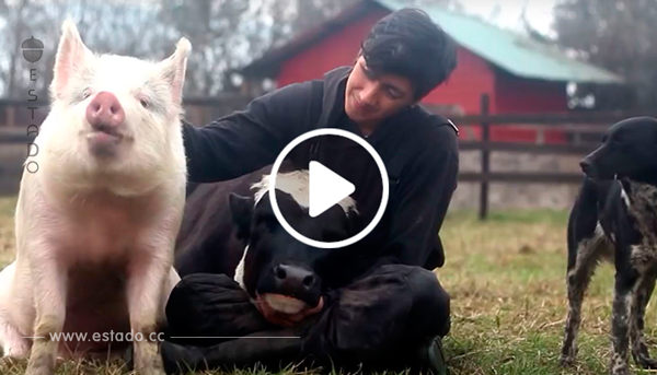 Este vídeo es una muestra más de que la amistad no entiende de especies