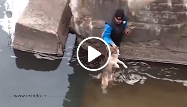 Este hombre salvó a un perro que no podía salir del río. ¡La reacción del animal no tiene precio!
