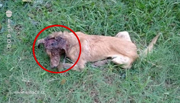 Sin ayuda de un brasileño, este perrito ya estaría muerto. ¡ Qué gesto tan bello!