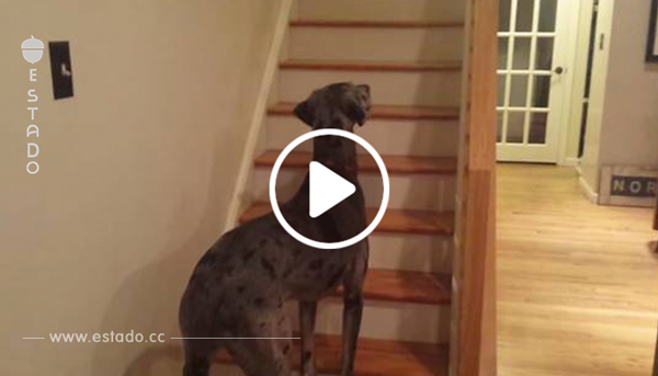 A este perro casi se le sale el corazón cuando vio lo que bajaba las escaleras hacia él…¡Pobrecillo!	