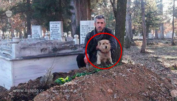Cada mañana este perro se escapa de casa tras la muerte de su dueño – El hijo se harta y un día lo sigue