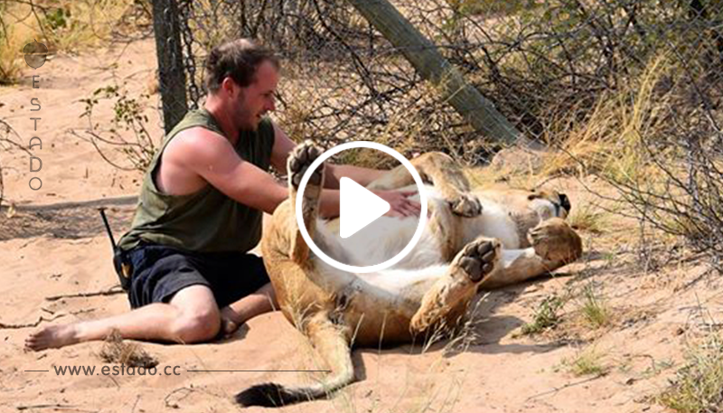 Vídeo: hombre se reencuentra con leona que rescató cuando era bebé