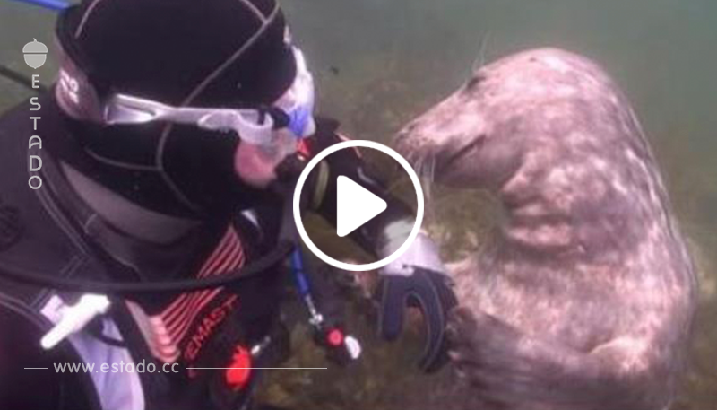 Una foca se acercó a un buzo. ¡Lo que pasó después, es simplemente genial!