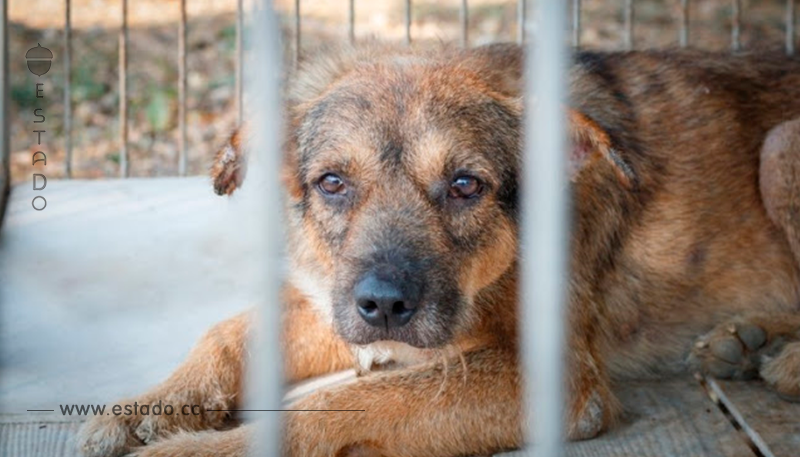 España multará con 30.000 € a las personas que abandonen a un perro